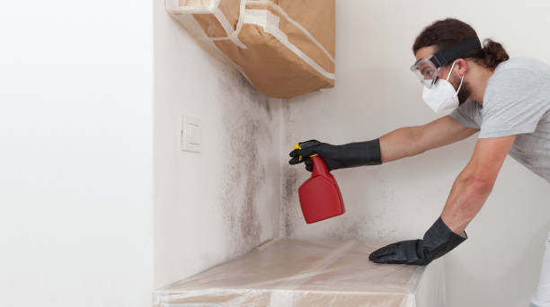 Professional Attic Mold Remediation technician working in Chatham, IL