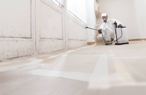 24/7 Emergency Attic Mold Remediation experts in Chatham, IL