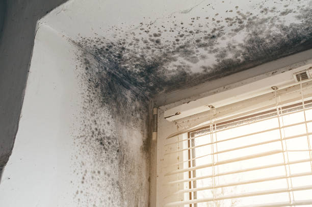 Affordable Attic Mold Remediation solutions in Chatham, IL